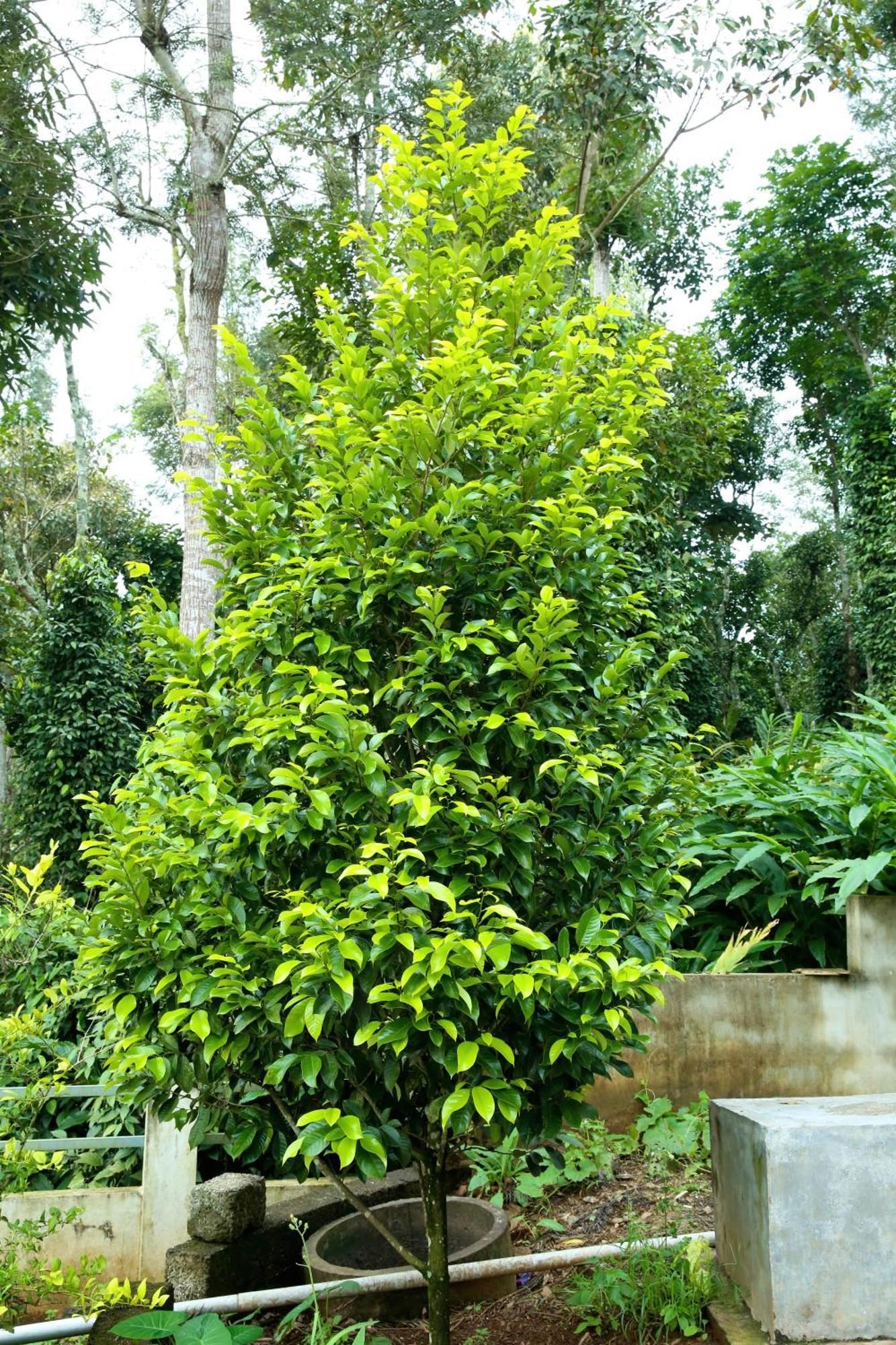 Periyar Homes Holiday home *