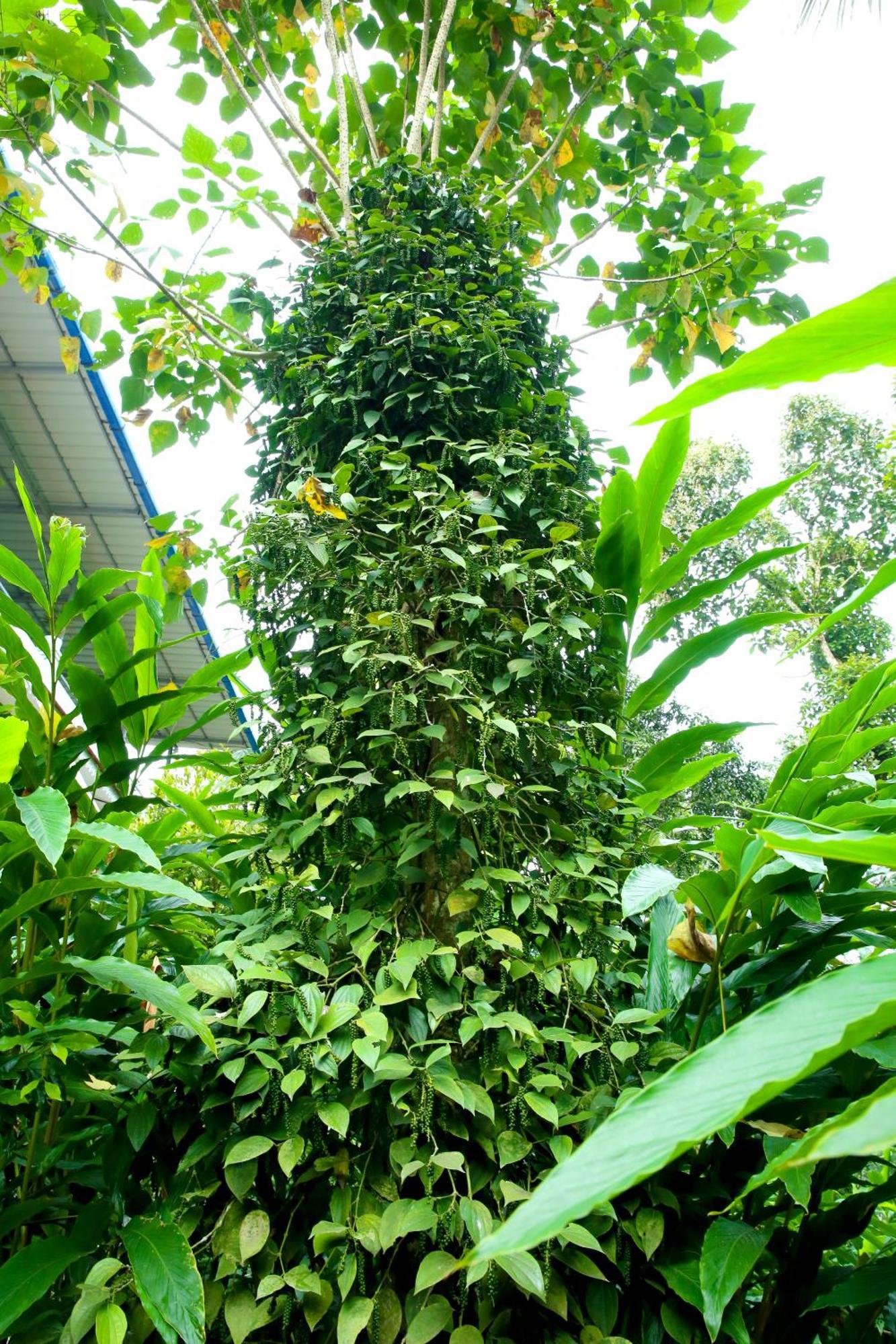Periyar Homes Holiday home